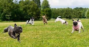 Dog Park at Cascade Park photo 1